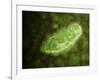 Microscopic View of Protozoa-null-Framed Art Print