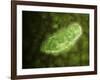 Microscopic View of Protozoa-null-Framed Art Print
