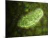 Microscopic View of Protozoa-null-Mounted Art Print