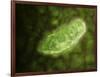 Microscopic View of Protozoa-null-Framed Art Print
