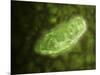 Microscopic View of Protozoa-null-Mounted Art Print