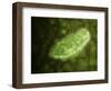 Microscopic View of Protozoa-null-Framed Art Print