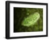 Microscopic View of Protozoa-null-Framed Art Print