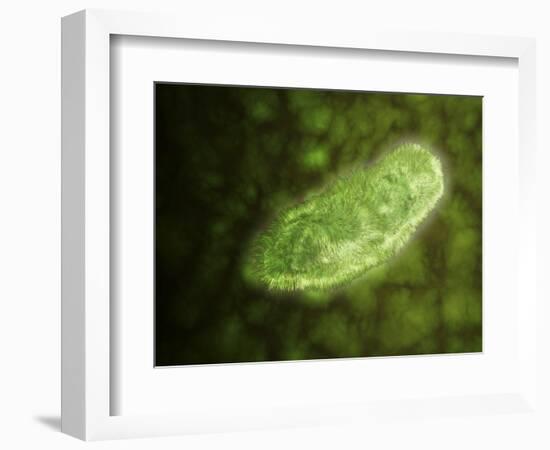 Microscopic View of Protozoa-null-Framed Art Print