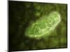 Microscopic View of Protozoa-null-Mounted Art Print