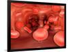 Microscopic View of Red Blood Cells Flowing Inside Lungs-null-Framed Art Print