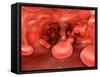 Microscopic View of Red Blood Cells Flowing Inside Lungs-null-Framed Stretched Canvas