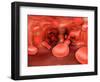 Microscopic View of Red Blood Cells Flowing Inside Lungs-null-Framed Art Print