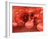 Microscopic View of Red Blood Cells Flowing Inside Lungs-null-Framed Art Print