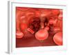 Microscopic View of Red Blood Cells Flowing Inside Lungs-null-Framed Art Print