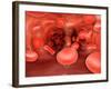 Microscopic View of Red Blood Cells Flowing Inside Lungs-null-Framed Art Print