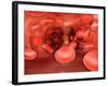 Microscopic View of Red Blood Cells Flowing Inside Lungs-null-Framed Art Print