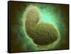 Microscopic View of Respiratory Syncytial Virus-null-Framed Stretched Canvas