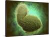 Microscopic View of Respiratory Syncytial Virus-null-Stretched Canvas