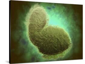 Microscopic View of Respiratory Syncytial Virus-null-Stretched Canvas