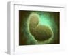 Microscopic View of Respiratory Syncytial Virus-null-Framed Art Print