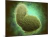 Microscopic View of Respiratory Syncytial Virus-null-Mounted Art Print