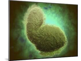 Microscopic View of Respiratory Syncytial Virus-null-Mounted Art Print