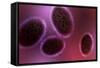 Microscopic View of Samllpox-null-Framed Stretched Canvas