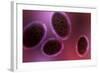 Microscopic View of Samllpox-null-Framed Art Print