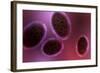 Microscopic View of Samllpox-null-Framed Art Print