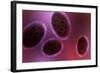 Microscopic View of Samllpox-null-Framed Art Print