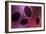 Microscopic View of Samllpox-null-Framed Art Print