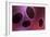 Microscopic View of Samllpox-null-Framed Art Print