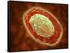 Microscopic View of Samllpox-null-Framed Stretched Canvas