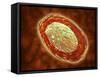 Microscopic View of Samllpox-null-Framed Stretched Canvas