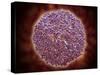 Microscopic View of Sindbis Virus-null-Stretched Canvas