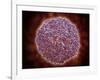 Microscopic View of Sindbis Virus-null-Framed Art Print