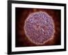 Microscopic View of Sindbis Virus-null-Framed Art Print