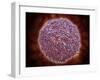 Microscopic View of Sindbis Virus-null-Framed Art Print