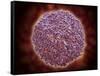 Microscopic View of Sindbis Virus-null-Framed Stretched Canvas