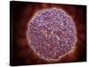 Microscopic View of Sindbis Virus-null-Stretched Canvas