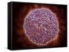 Microscopic View of Sindbis Virus-null-Framed Stretched Canvas