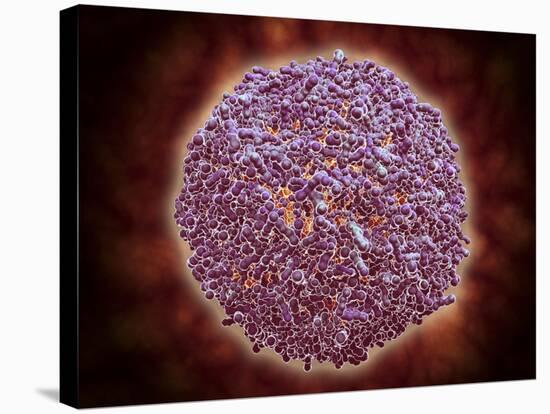 Microscopic View of Sindbis Virus-null-Stretched Canvas