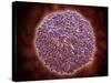 Microscopic View of Sindbis Virus-null-Stretched Canvas