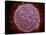 Microscopic View of Sindbis Virus-null-Stretched Canvas