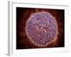 Microscopic View of Sindbis Virus-null-Framed Art Print