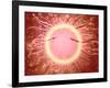 Microscopic View of Sperm Swimming Towards Egg-null-Framed Art Print