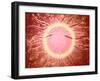 Microscopic View of Sperm Swimming Towards Egg-null-Framed Art Print