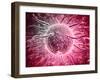 Microscopic View of Sperm Swimming Towards Egg-null-Framed Art Print