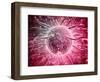 Microscopic View of Sperm Swimming Towards Egg-null-Framed Art Print