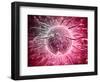 Microscopic View of Sperm Swimming Towards Egg-null-Framed Art Print