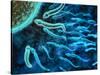 Microscopic View of Sperm Swimming Towards Egg-null-Stretched Canvas