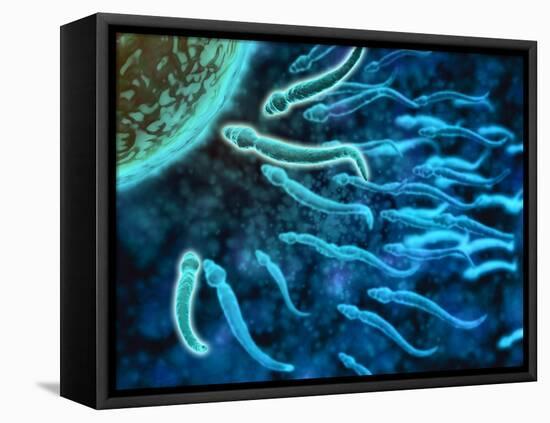 Microscopic View of Sperm Swimming Towards Egg-null-Framed Stretched Canvas
