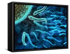 Microscopic View of Sperm Swimming Towards Egg-null-Framed Stretched Canvas