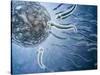 Microscopic View of Sperm Swimming Towards Egg-null-Stretched Canvas